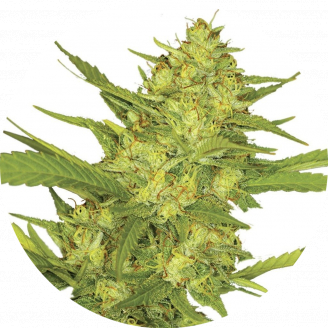 Sour Diesel Fem.