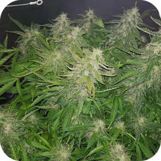 Afghan Mass Auto Fem.