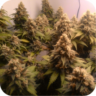 AK 47 Fem.