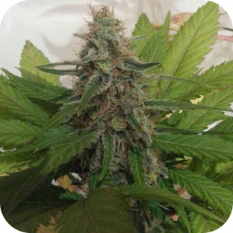 Black Domina Fem.