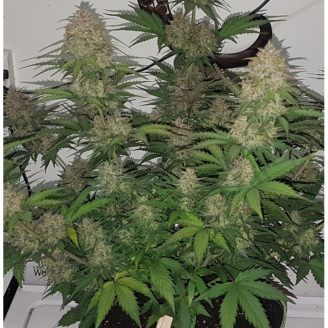 Super Mazar Auto Fem.