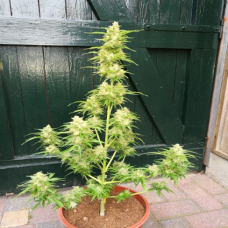 Super Mazar Auto Fem.