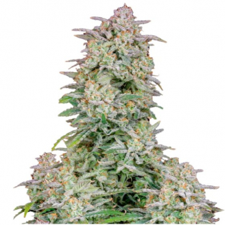 Семена конопли Wedding Glue Auto Fem.