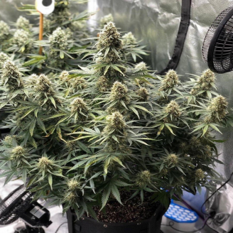 Wedding Glue Auto Fem.