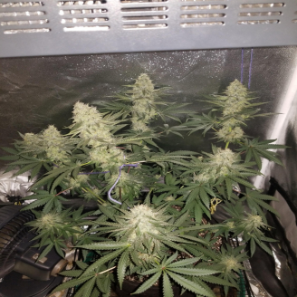 Strawberry Banana Auto Fem.