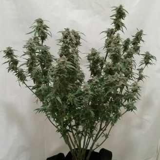 Animal Face Auto Fem.